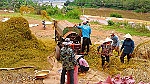 Xuất khẩu gạo sẽ thoáng hơn