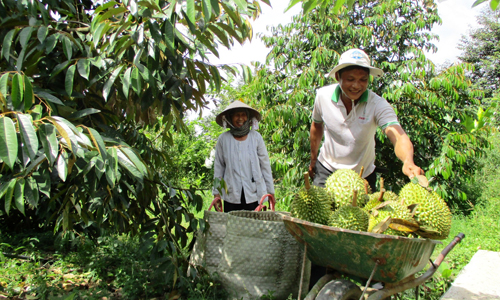 Nông dân xã Cẩm Sơn thu hoạch sầu riêng.