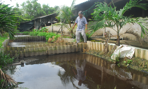 Nhiều trang trại  nuôi heo lớn được đầu tư hệ thống xử lý nước thải sau biogas khá hoàn chỉnh nên giải quyết được tình trạng ô nhiễm môi trường nước.