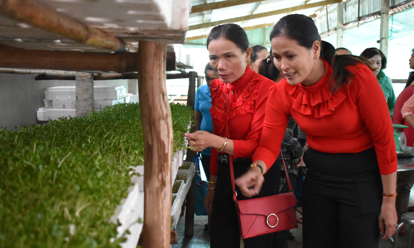 Các học viên tham quan mô hình sản xuất rau mầm tại HTX Nông nghiệp Thương mại Dịch vụ Trường Phát