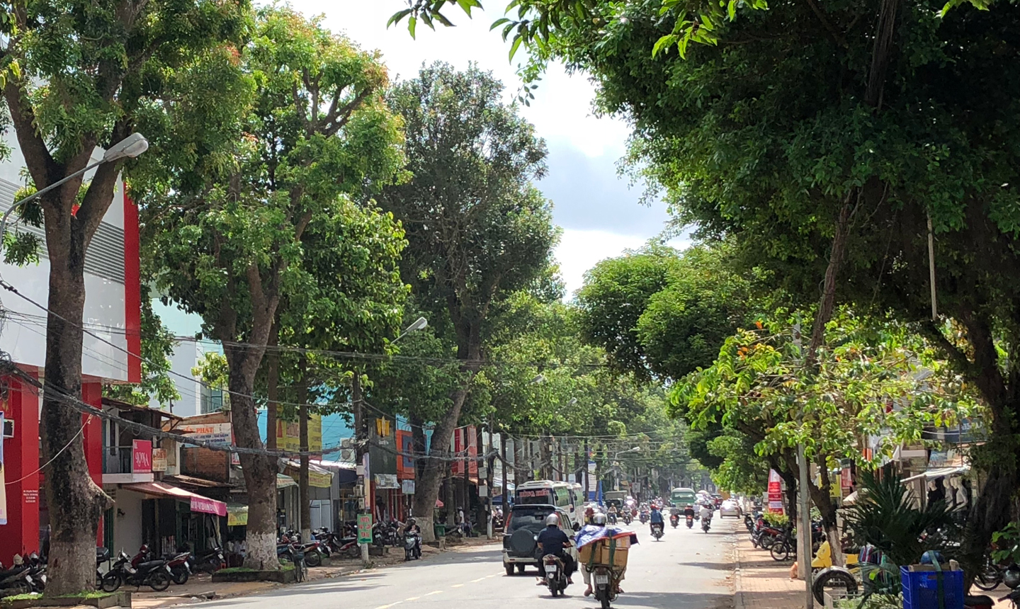 Cây xanh trên địa bàn TP. Mỹ Tho phát triển xanh, sạch, đẹp.