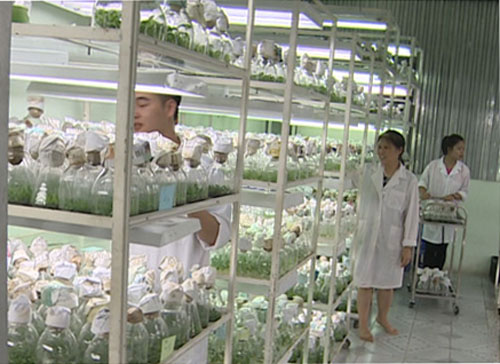 Đèn chiếu sáng phổ phù hợp cây sẽ khỏe, đồng đều hơn. (Ảnh: PH).
