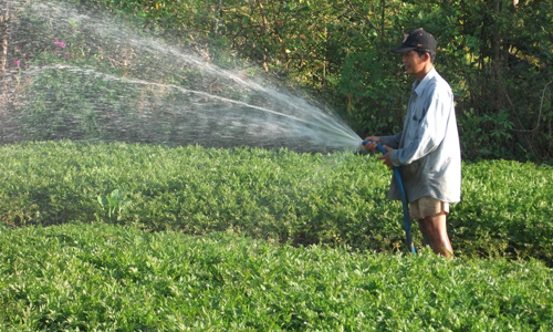 Sản xuất nông nghiệp ở xã Long Hưng ngày càng phát triển. 		Ảnh: NGÔ VĂN
