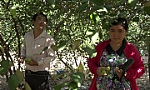 Mô hình vườn táo kết hợp mãng cầu Xiêm