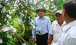 Vào mùa xuất khẩu vú sữa đi Hoa Kỳ