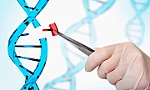 Cấy ghép não, con người biến đổi gene chỉ còn là vấn đề thời gian?