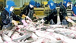 Ngành cá tra thắng lớn