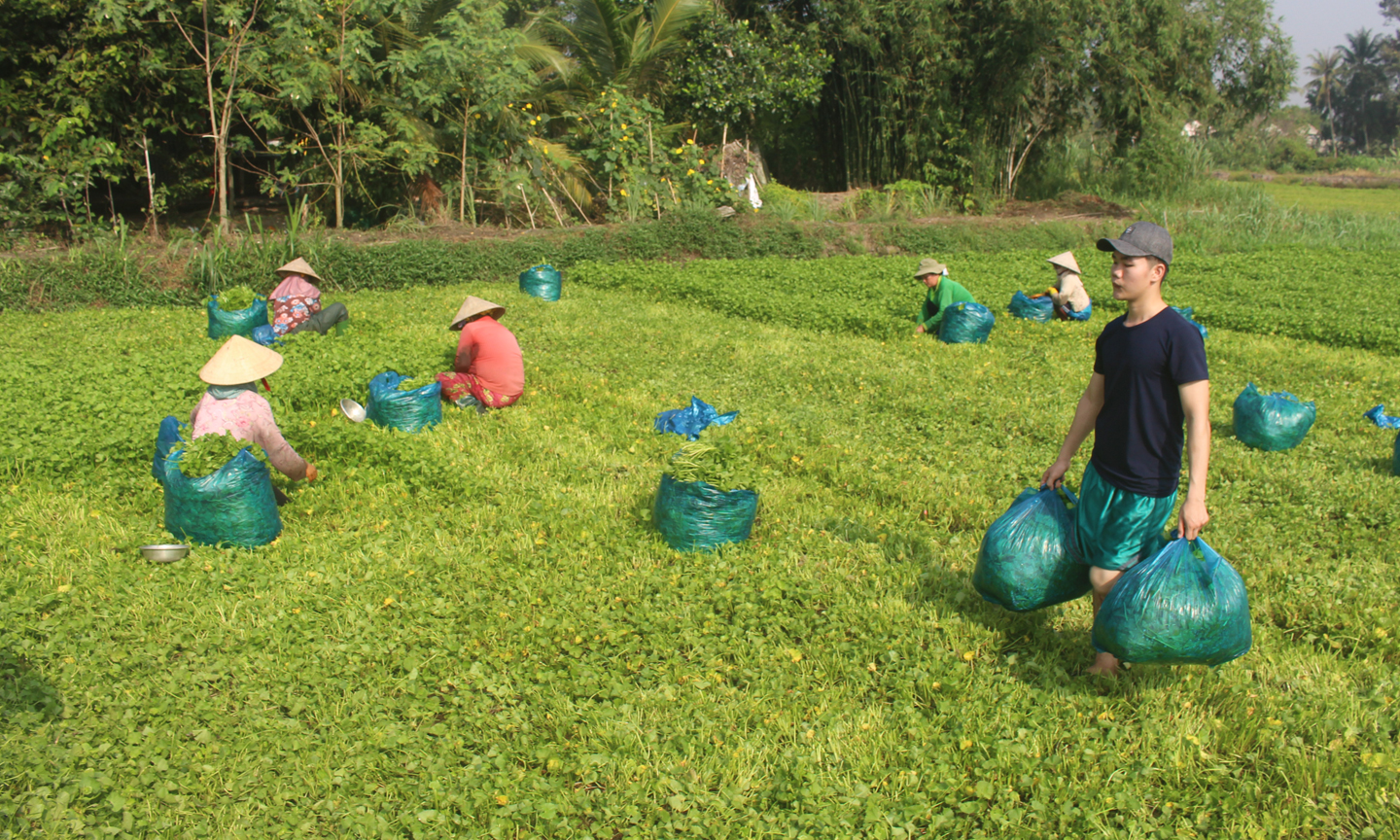 Tiền Giang chú trọng nâng cao đời sống người dân trong xây dựng NTM.