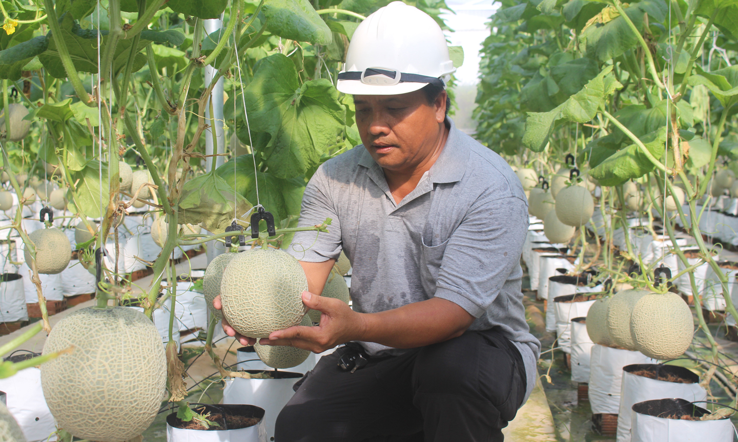 Tiêu chí sản xuất là vấn đề được tỉnh Tiền Giang quan tâm hàng đầu trong xây dựng NTM.                                                                                                Ảnh: MINH THÀNH