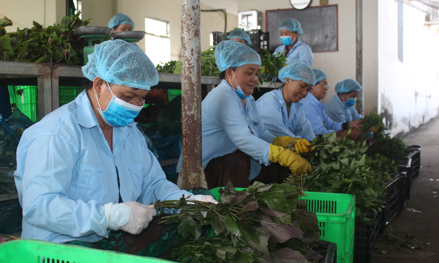  HTX nông nghiệp vẫn loay hoay tìm lối đi.