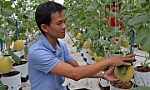 Dưa lưới khắc chữ đón tết