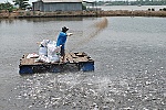 Ngành hàng cá tra phát triển nóng tiềm ẩn nhiều rủi ro