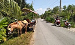 Xe ngựa va chạm người đi bộ, 1 người nhập viện