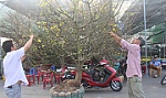 Thuê mai chưng tết