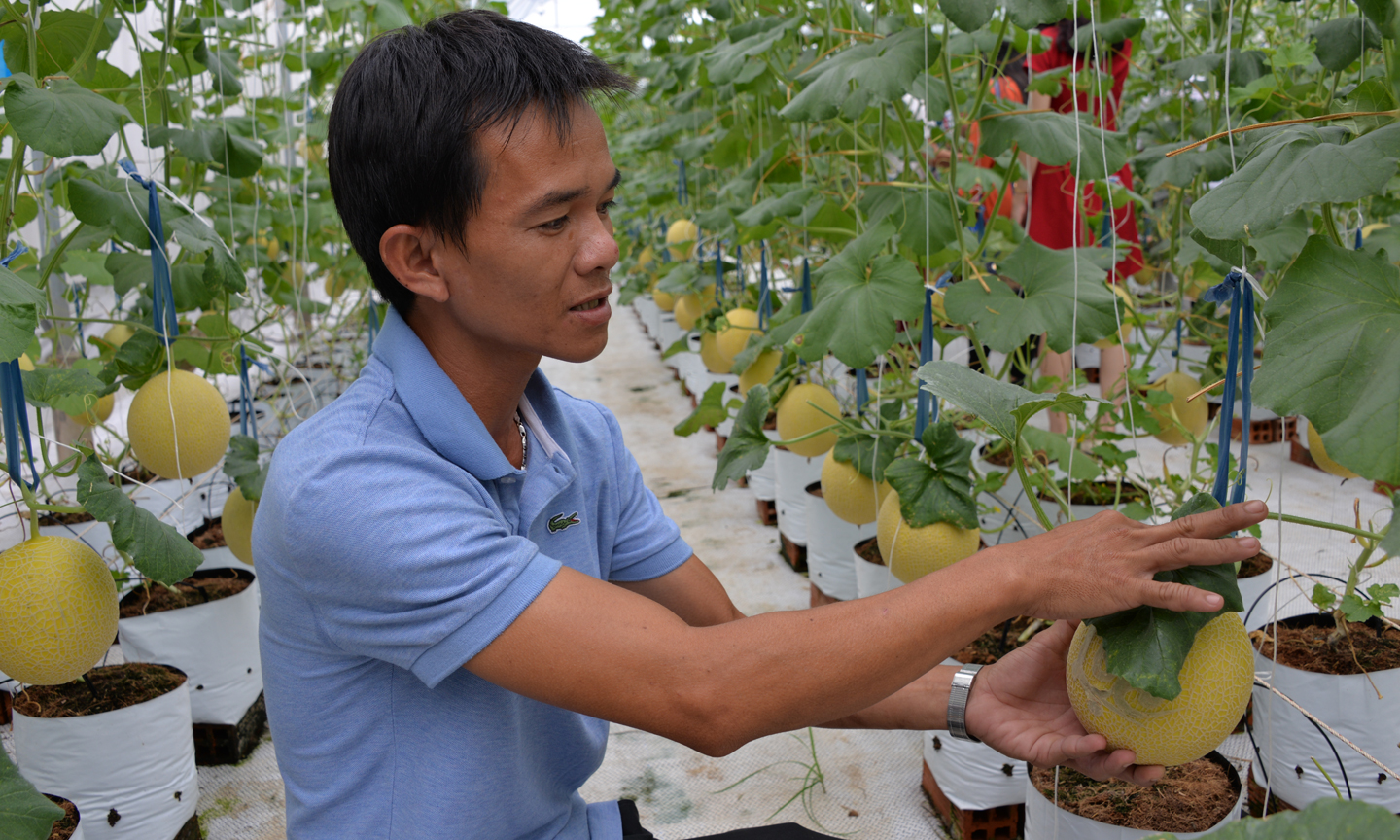 Vườn dưa lưới khắc chữ của anh Phát.