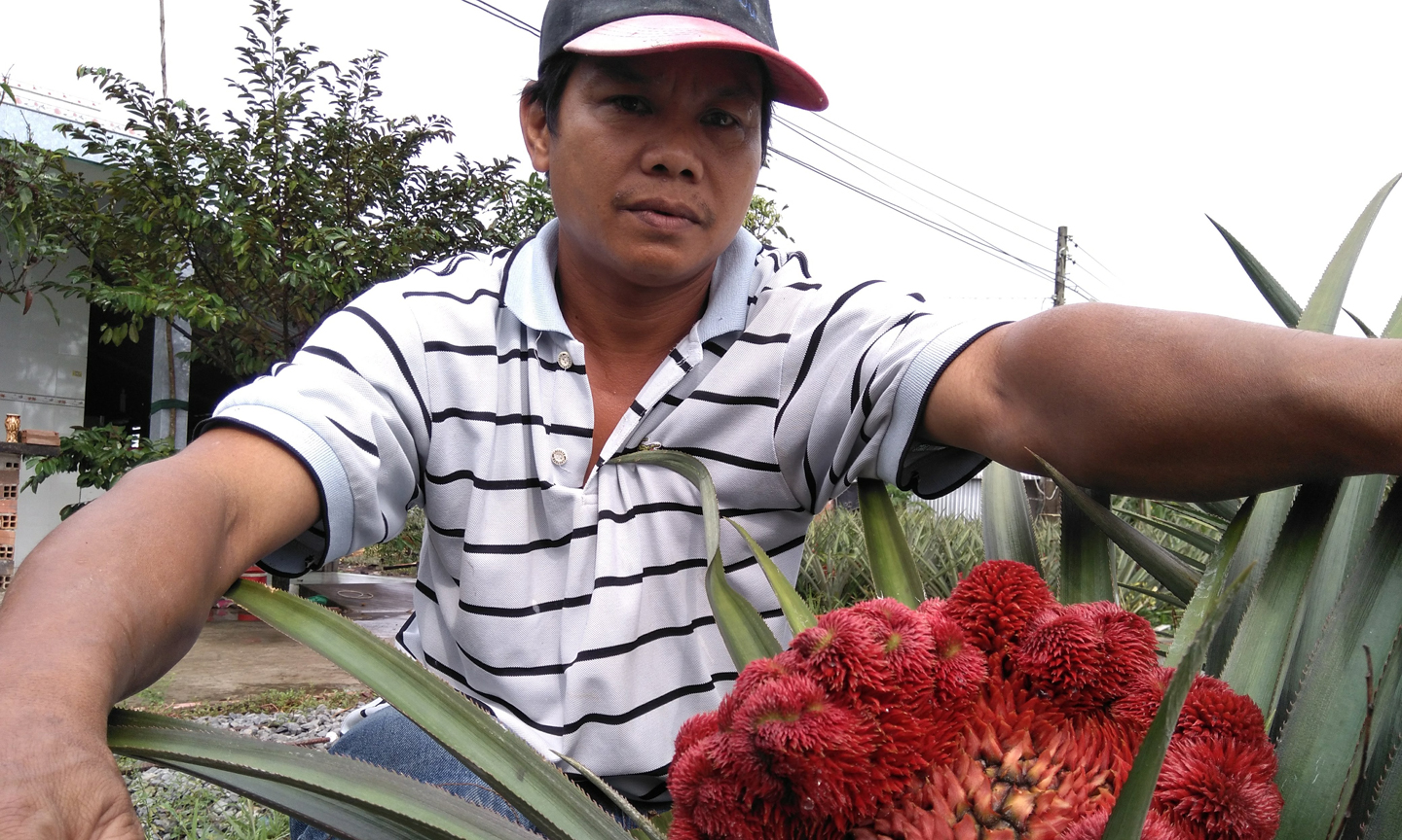 Khóm phụng được trồng ở xã Thạnh Mỹ (huyện Tân Phước) chuẩn bị đón tết.