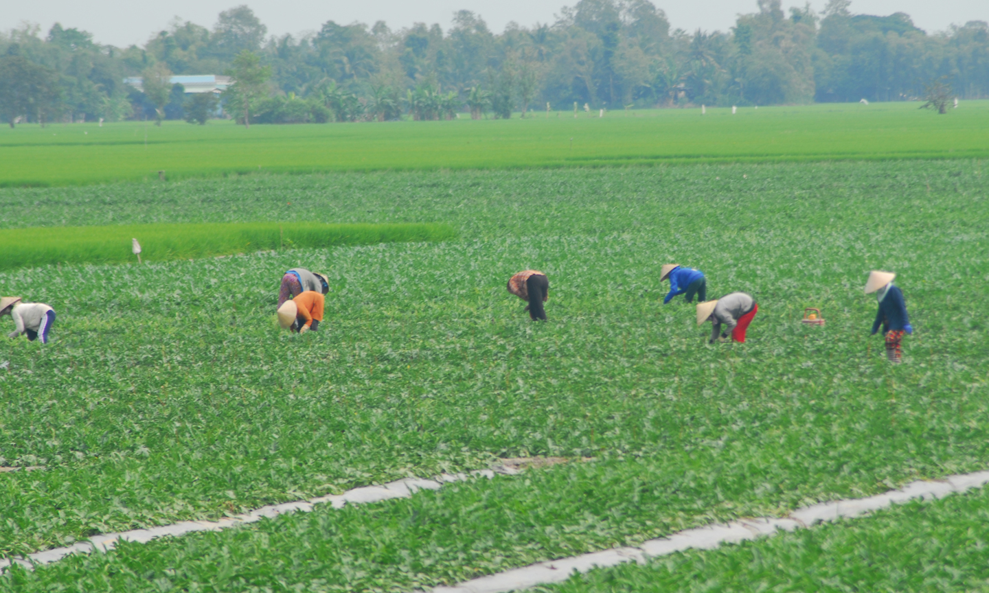  Người dân huyện Cái Bè trồng dưa hấu bán tết.