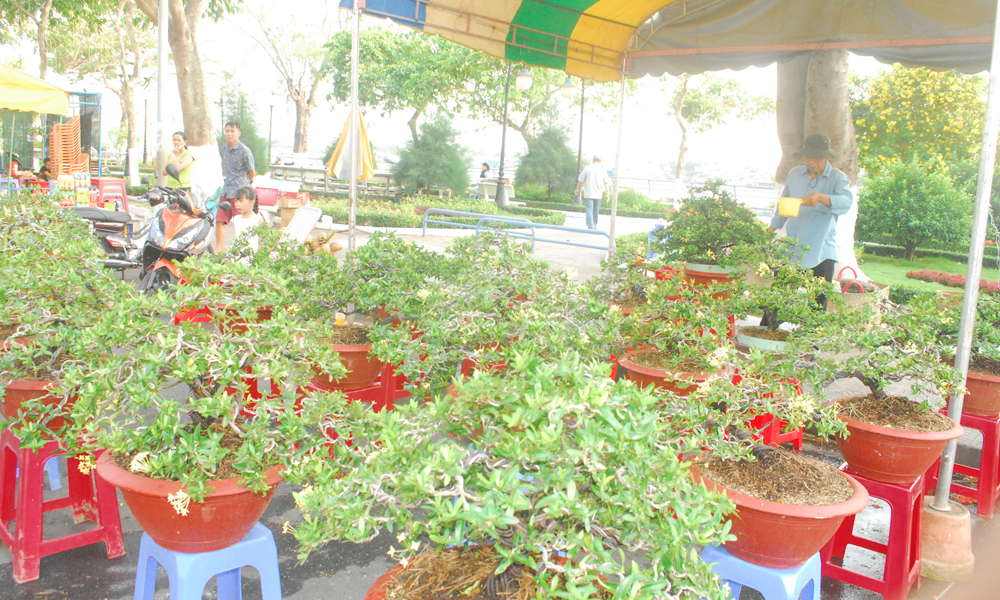 Bông trang vàng được uốn theo kiểu bonsai được bày bán giá 1 đến 2,5 triệu đồng/chậu.