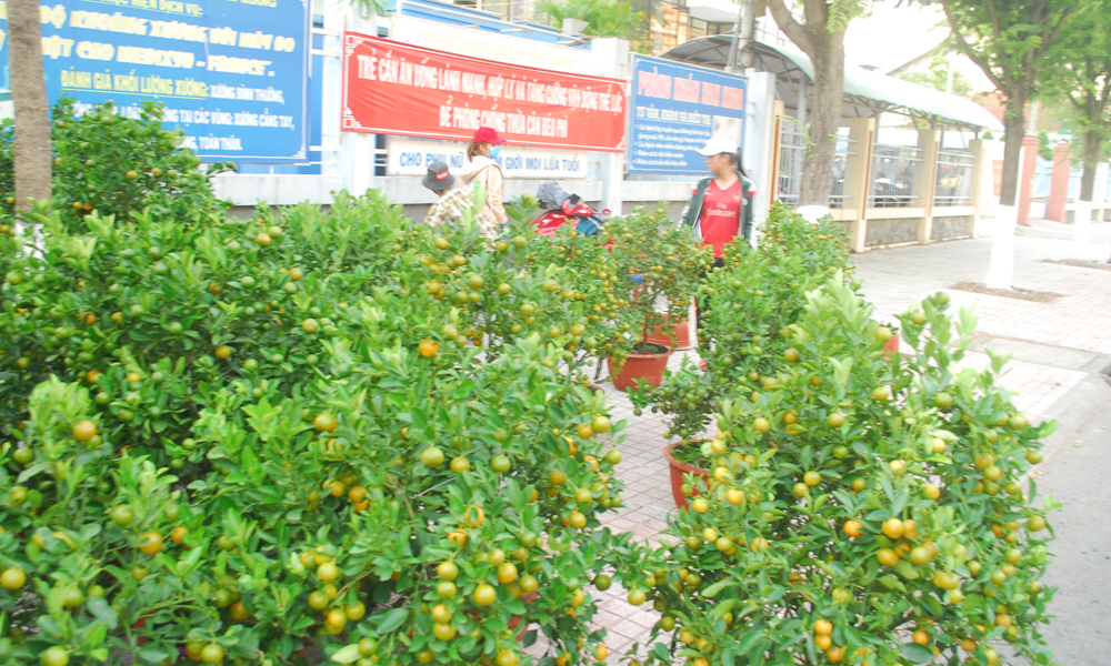 Tắc kiểng có giá 500 ngàn đồng đến 3 triệu đồng/chậu