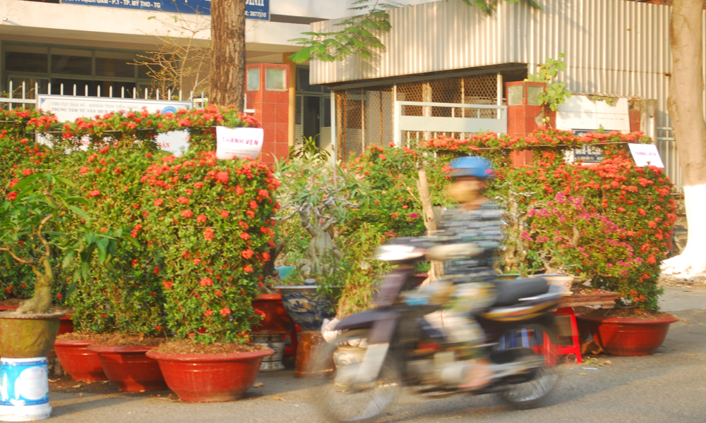 Bông trang đỏ được uống theo bình bày bán tại Chợ hoa Xuân TP. Mỹ Tho.