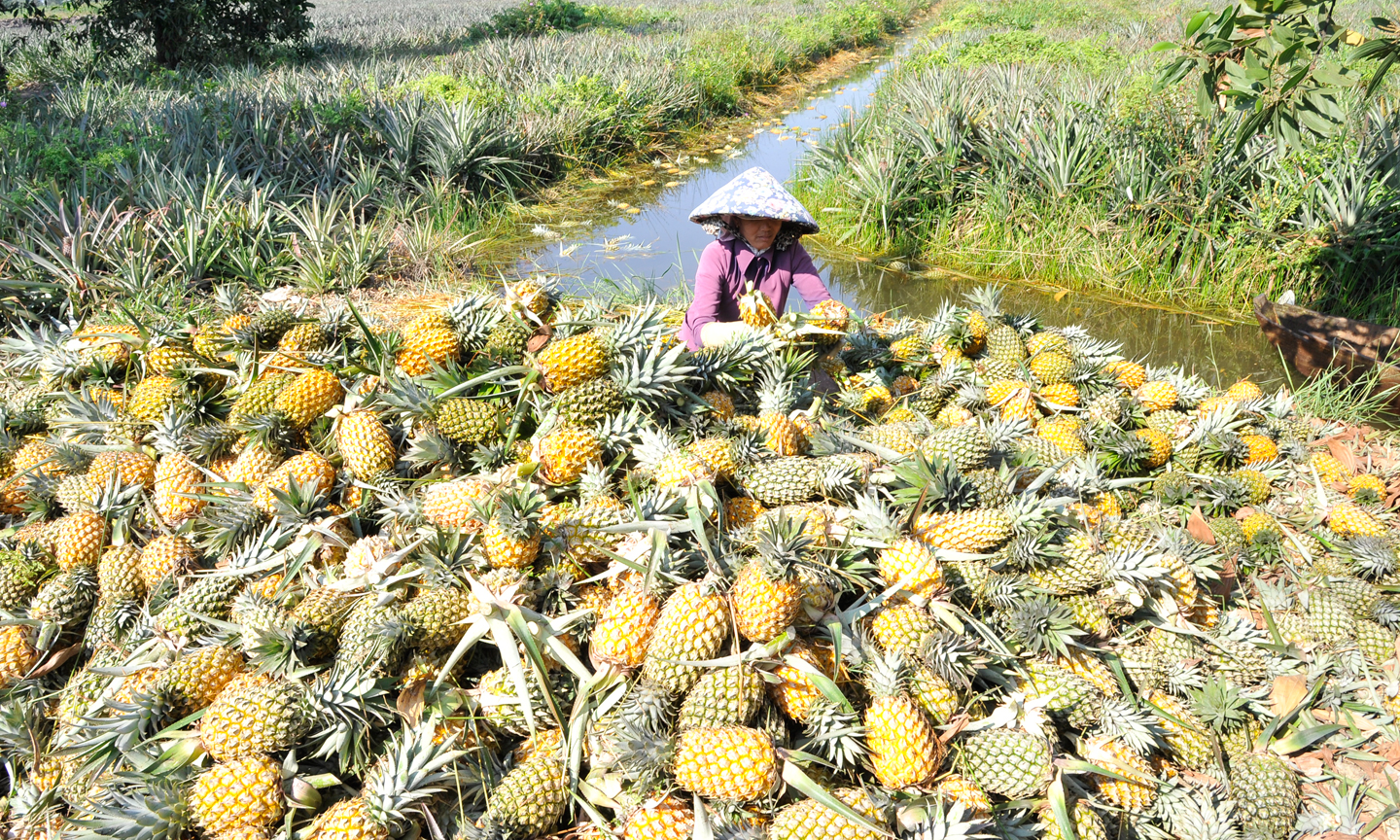 Với vùng nguyên liệu rộng lớn, Tiền Giang được dự báo trở thành siêu “vệ tinh” trong tương lai.                         Ảnh: LẬP ĐỨC