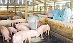 Năm Hợi nói chuyện nuôi heo