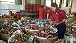 Tất bật xuất khẩu trái cây đầu năm mới