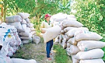 Lúa chín vàng đồng, thương lái chậm thu mua