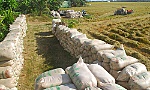 Lúa chất đầy đồng, nhưng thương lái ở đâu?