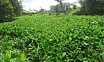 Lục bình tái phát: Nhiều nơi dùng thuốc diệt cỏ để xử lý