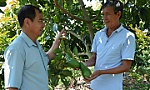 Cây bơ bén rễ trên vùng đất mới