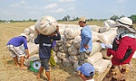 Tích cực tìm giải pháp tiêu thụ lúa cho nông dân
