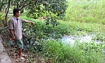 Trang trại chăn nuôi bò của bà Xuân gây ô nhiễm môi trường