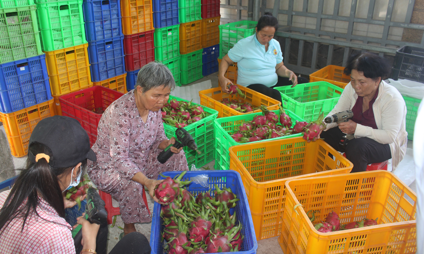 Phát triển HTX còn gắn với Chương trình mục tiêu quốc gia xây dựng nông thôn mới.
