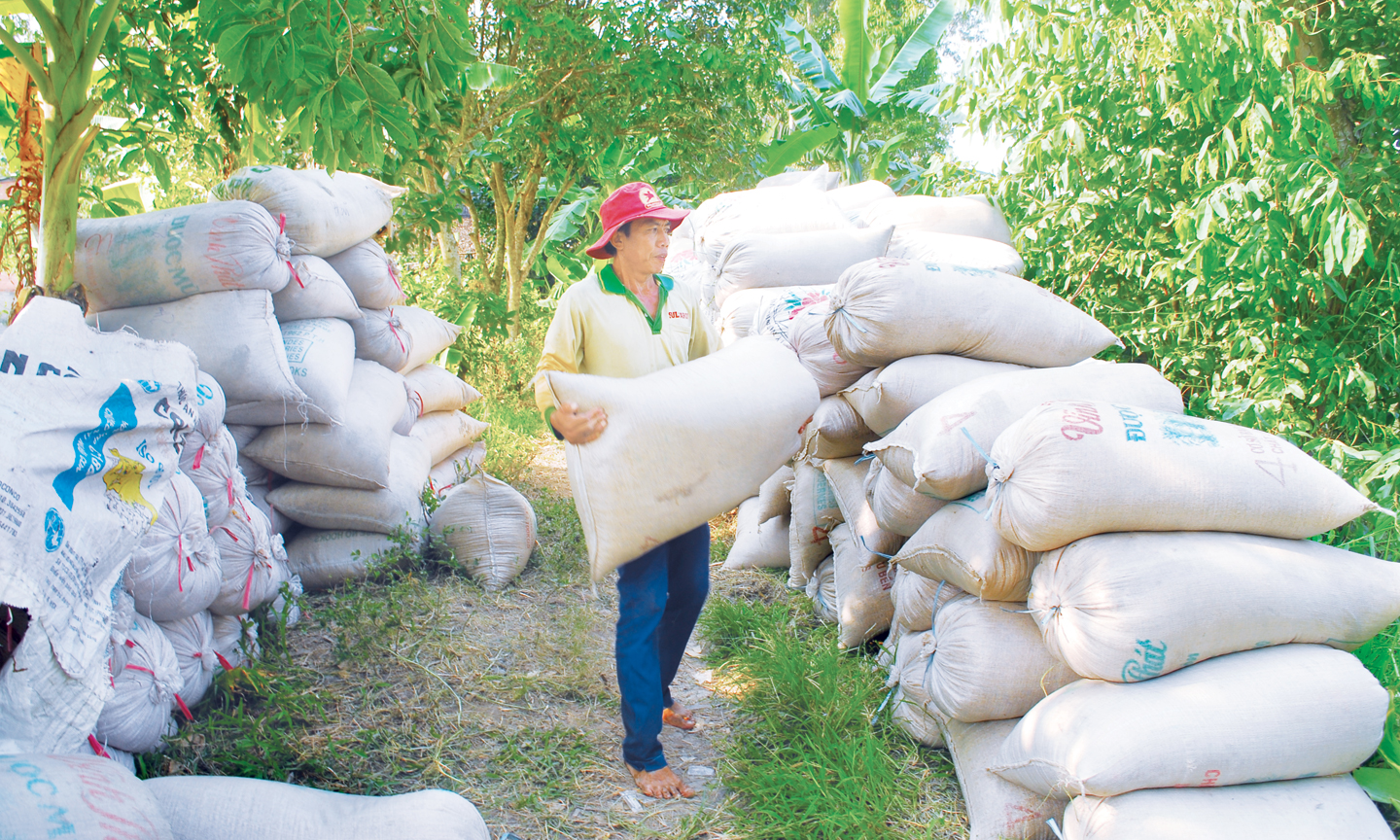 Nông dân thu hoạch lúa chờ thương lái đến thu mua.
