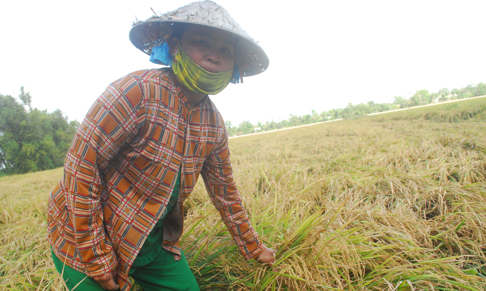 Bà Nguyễn Thị Út, ấp Hậu Phú 2, xã Hậu Mỹ Bắc A (huyện Cái Bè) trồng 2,5 ha lúa IR 50404 cho biết, chúng tôi đã kêu thương lái bán lúa. Họ đã lấy tiền cọc trước tết với giá 4.500 đồng/kg. Thấy bị lỗ vốn so với thị trường, họ kéo dài thời gian hơn 1 tuần mà chưa cho cắt, khiến lúa quá khô trên đồng làm thất thoát cho nông dân.