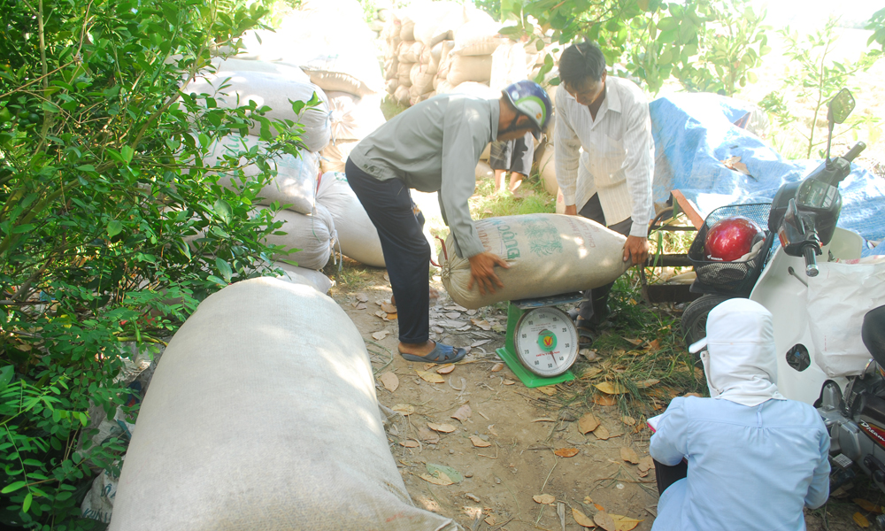 Ông Nguyễn Văn Việt, ấp Phú Tiểu, xã Phú Nhuận (huyện Cai Lậy) trồng 1,4 ha lúa Long Hồ 8. Giá lúa thấp, thương lái làm khó nên ông chọn cách bán giống cho người dân.