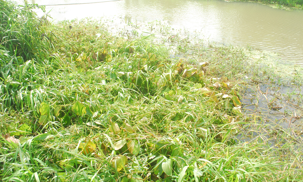 Dọc theo tuyến kinh thuộc Đường Bắc kinh Tham Thu thuộc các xã: Thạnh Trị, Yên Luôn, Thành Công (huyện Gò Công Tây) được ai đó dùng thuốc diệt cỏ để diệt lục bình, cỏ dọc theo tuyến kinh này.