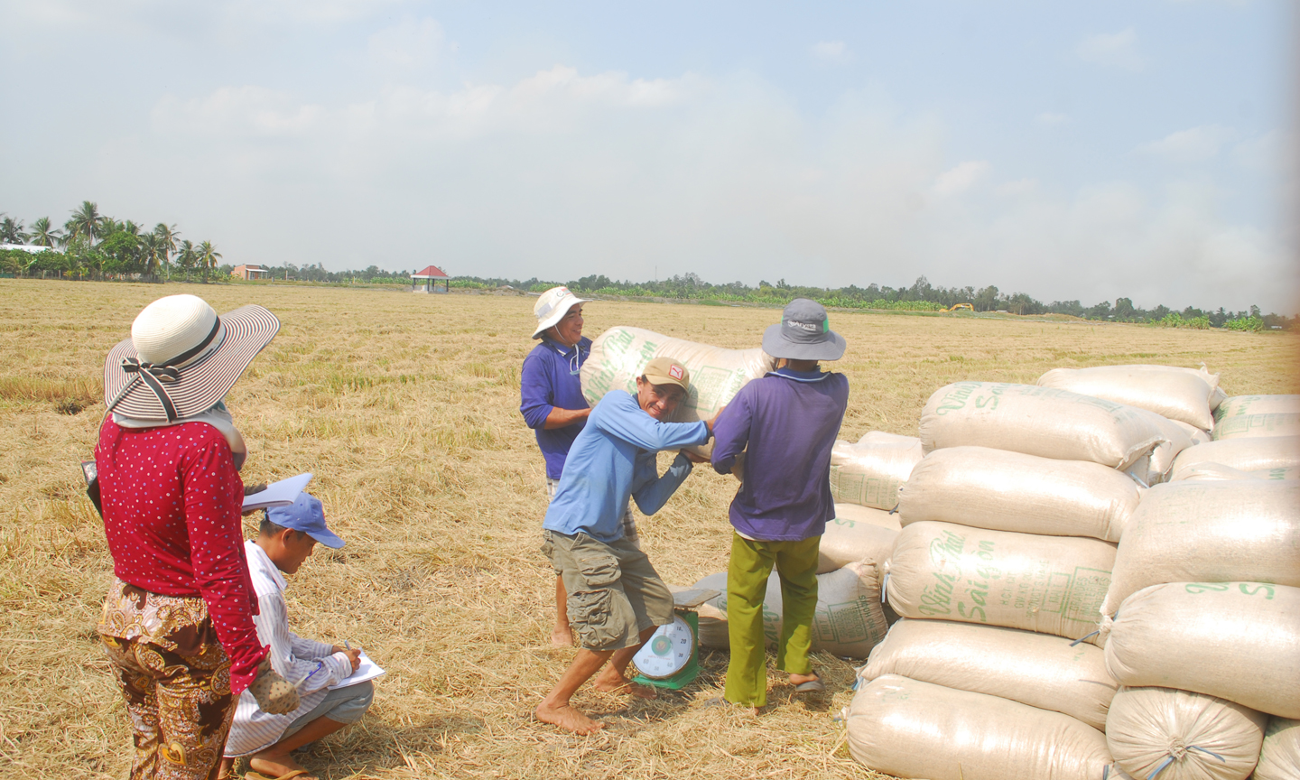 Thương lái đẩy mạnh thu mua lúa trong dân để dự trữ.