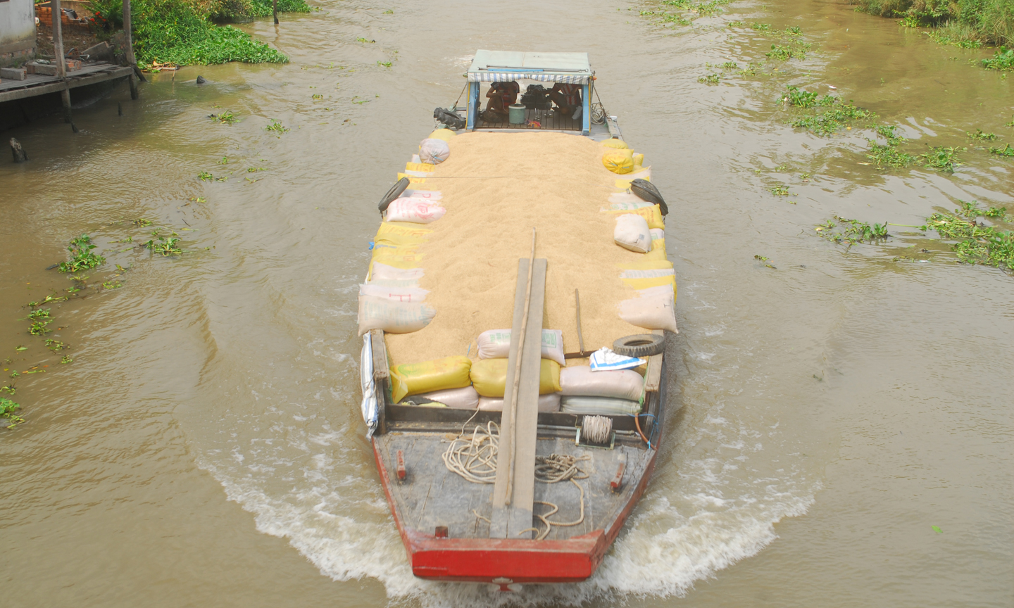 Một chiếc ghe của thương lái chở đầy ắp lúa vừa mua của nông dân.