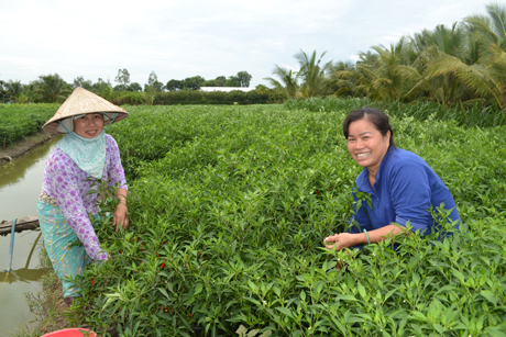 Đẩy mạnh cho vay nông nghiệp, nông thôn góp phần hạn chế tín dụng đen.