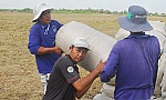 Tăng cường thu mua lúa, gạo dự trữ  để nông dân được hưởng lợi