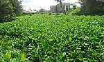 Cấm tuyệt đối việc dùng hóa chất  để diệt lục bình, cỏ dưới lòng kinh