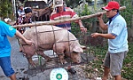 Tiền Giang quyết liệt ngăn chặn dịch tả heo châu Phi
