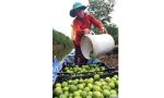 Phụ nữ xã Tân Lập 2: Phát triển mô hình trồng chanh không hạt