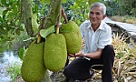 Trồng mít Thái 