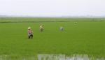 Chuyện đê bao, lúa ba vụ và giải cứu lúa