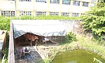 Nuôi bò ảnh hưởng đến học sinh