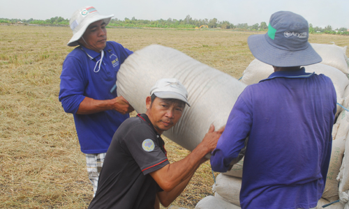 Nông dân trồng lúa vẫn đang hy vọng sẽ được hưởng lợi từ chủ trương mua dự trữ sớm 200.000 tấn gạo và 80.000 tấn lúa của Nhà nước.