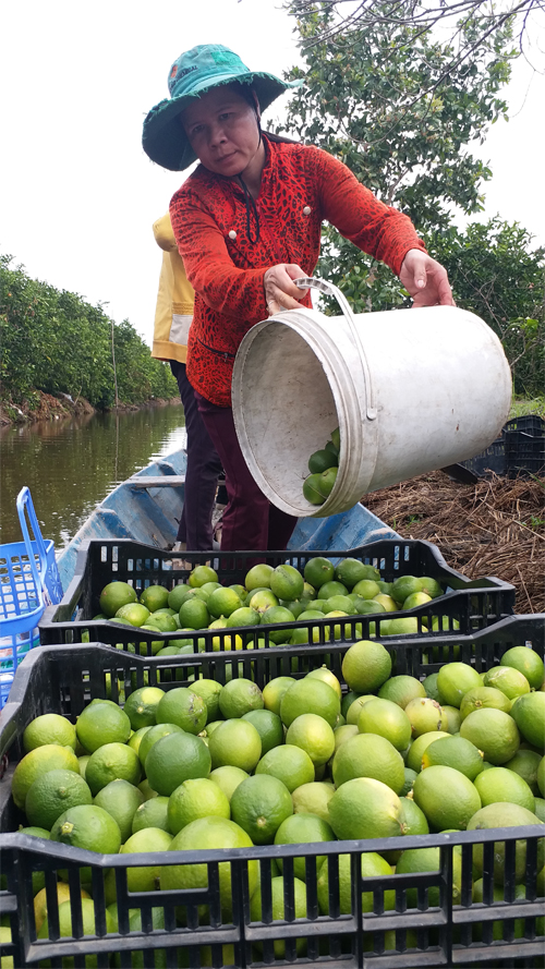 Phụ nữ xã Tân Lập 2 mạnh dạn khởi nghiệp, phát triển  kinh tế gia đình với mô hình trồng chanh không hạt.